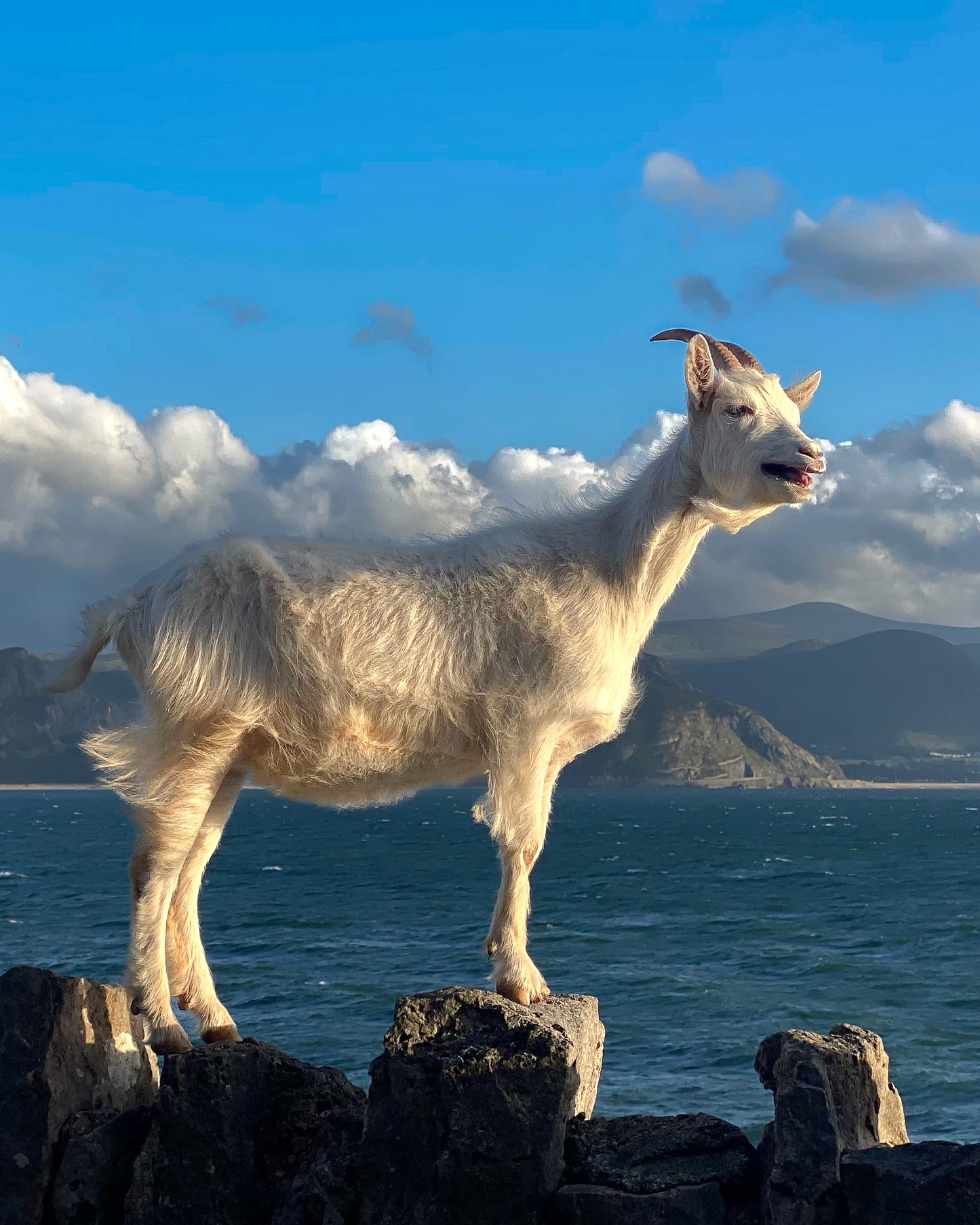 The famous Goats (one of them at least)