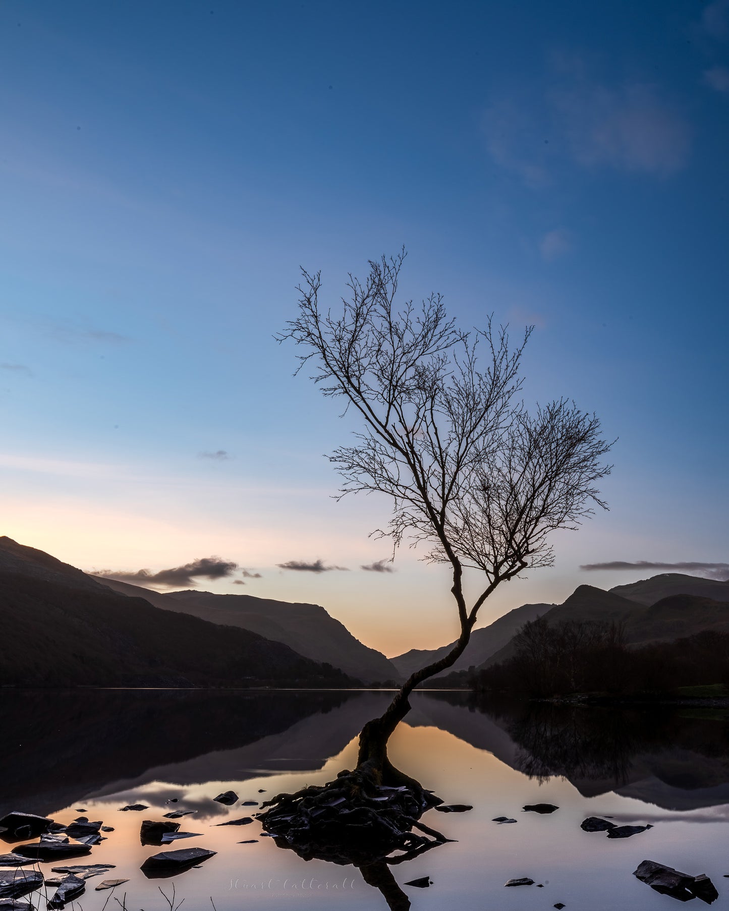 Lonely tree 2