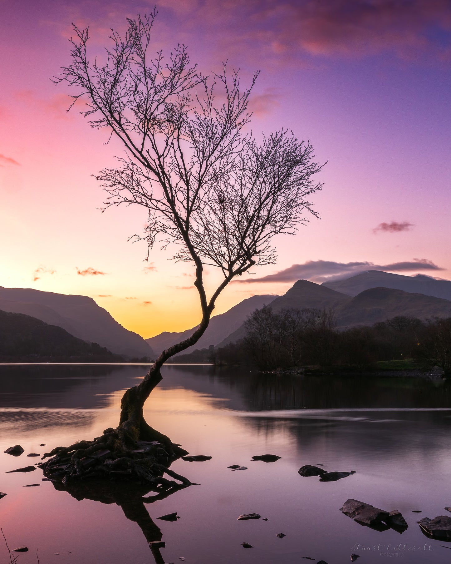 Lonely Tree 3